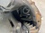 �������� ������� ����� Daewoo Novus 39�7�18 ����.���. �/��� 18 ��.
